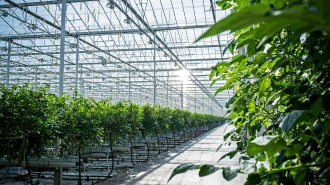 FVO lanceert Green Growing Expertise Center